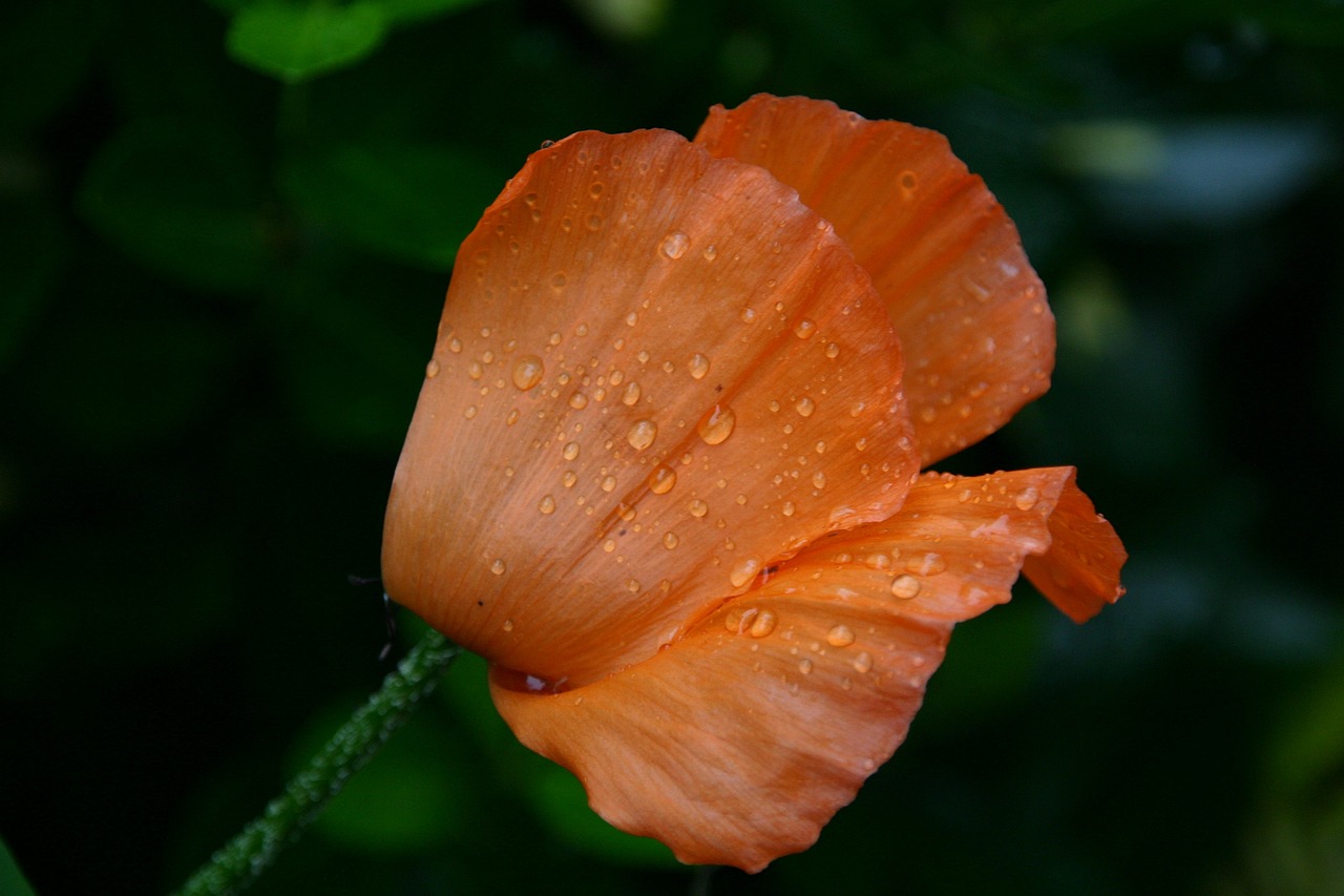 Staying Safe in Emotionally Abusive Relationships